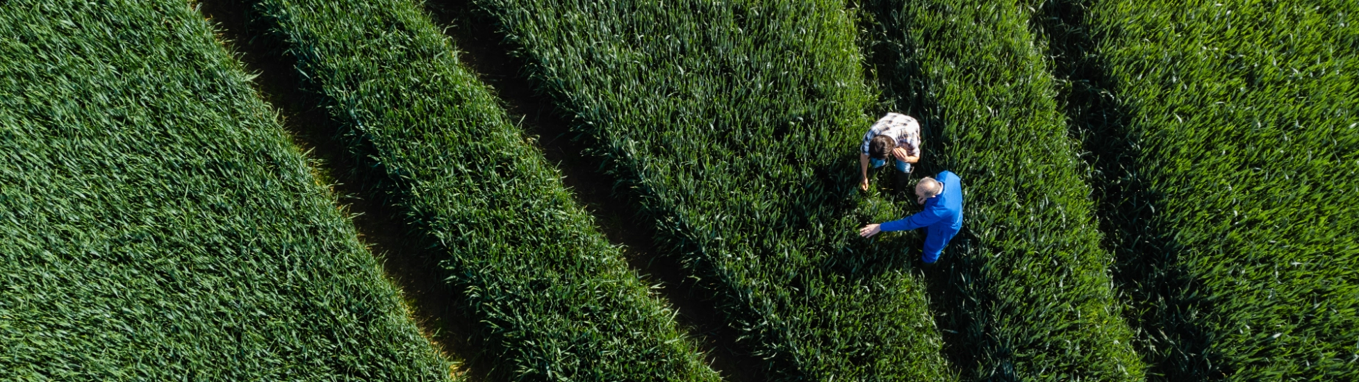 Workers in a green field examining crops